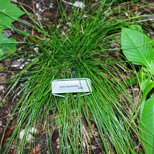 Carex appalachica